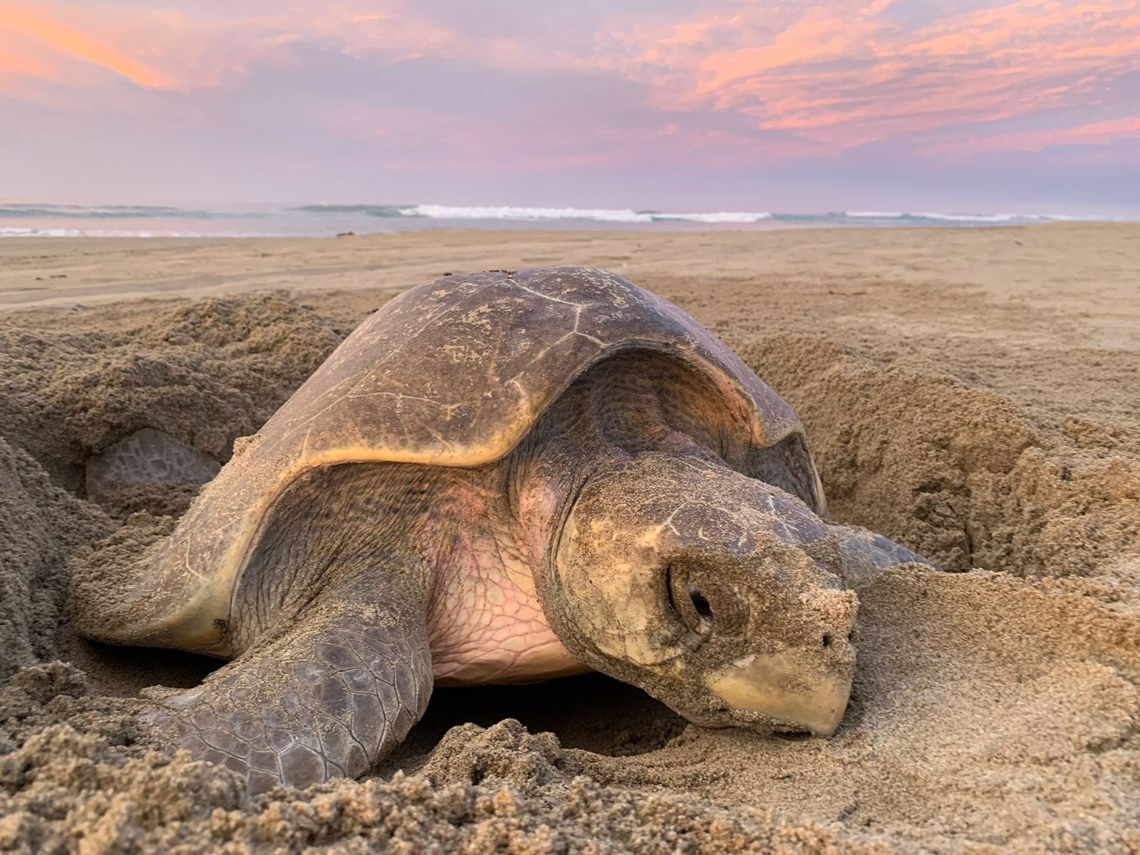 Compesca invita al segundo Tortufest en El Habillal, en LC